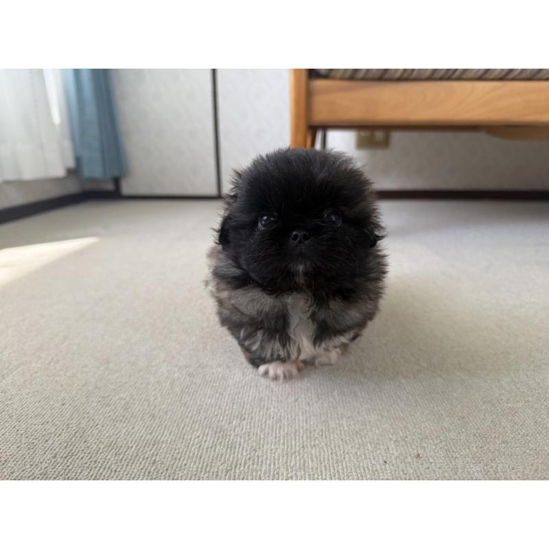 販売中の京都府のペキニーズ-456866の2枚目