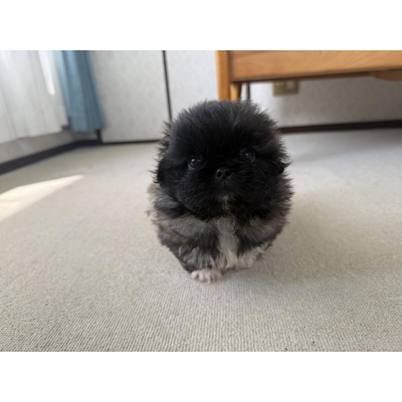 販売中の京都府のペキニーズ-456866の3枚目