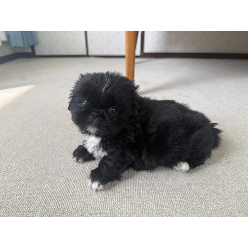 販売中の京都府のペキニーズ-456869の8枚目