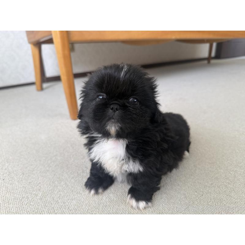 販売中の京都府のペキニーズ-456869の7枚目
