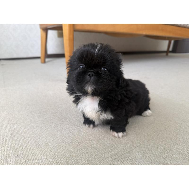 販売中の京都府のペキニーズ-456869の6枚目
