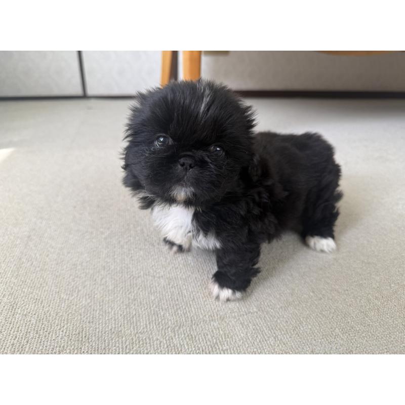 販売中の京都府のペキニーズ-456869の5枚目