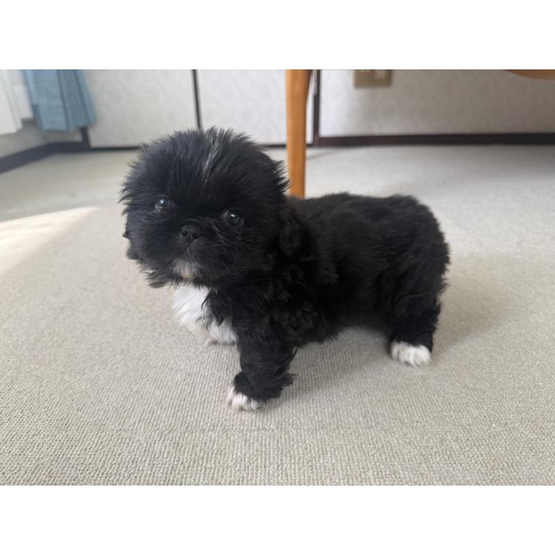 販売中の京都府のペキニーズ-456869の4枚目