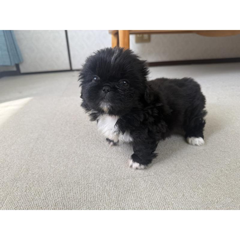 販売中の京都府のペキニーズ-456869の3枚目