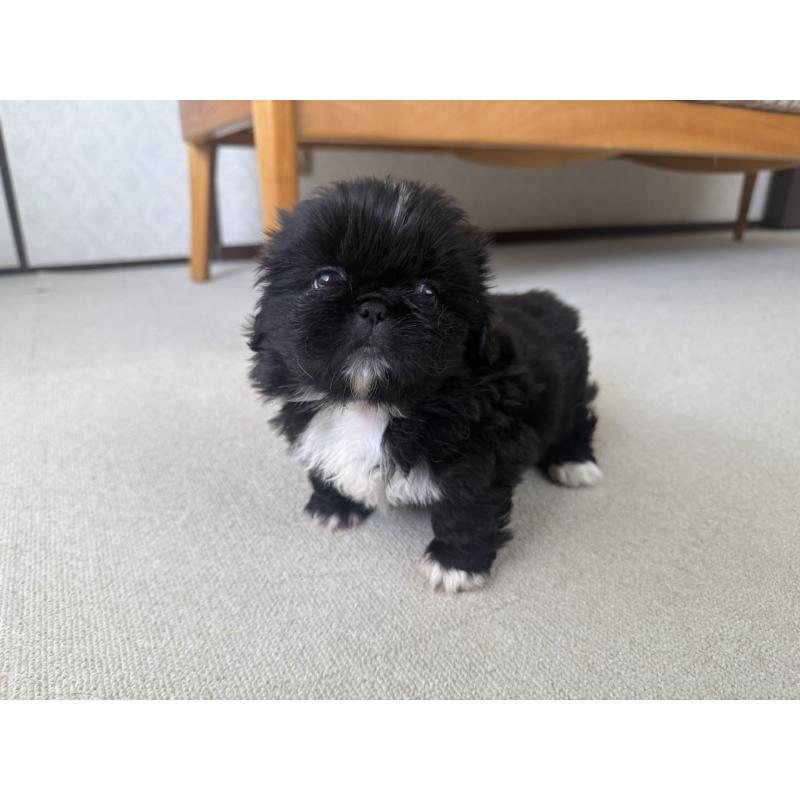 販売中の京都府のペキニーズ-456869の2枚目