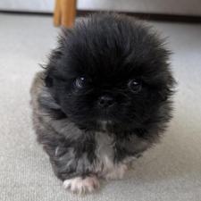 ♀︎ペキニーズ