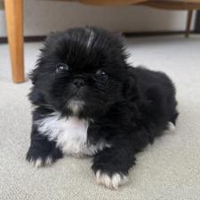 オンライン見学