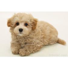 ♀︎マルプー:マルチーズ×トイプードル