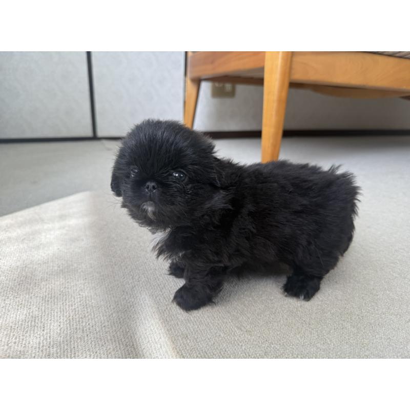 販売中の京都府のペキニーズ-456870の11枚目