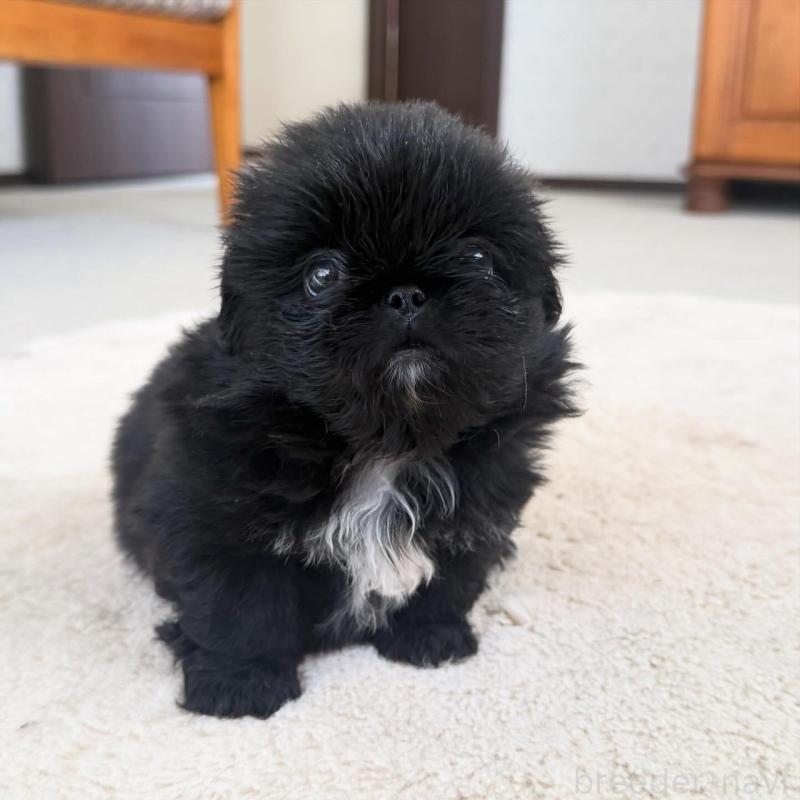 販売中の京都府のペキニーズ-456870の10枚目