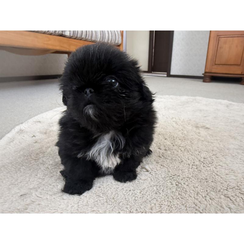 販売中の京都府のペキニーズ-456870の9枚目