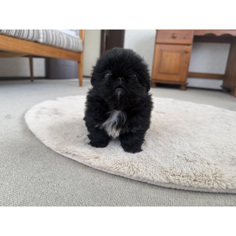 販売中の京都府のペキニーズ-456870の8枚目