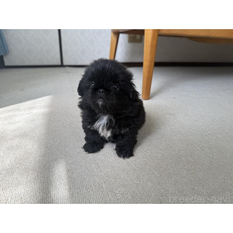 販売中の京都府のペキニーズ-456870の7枚目