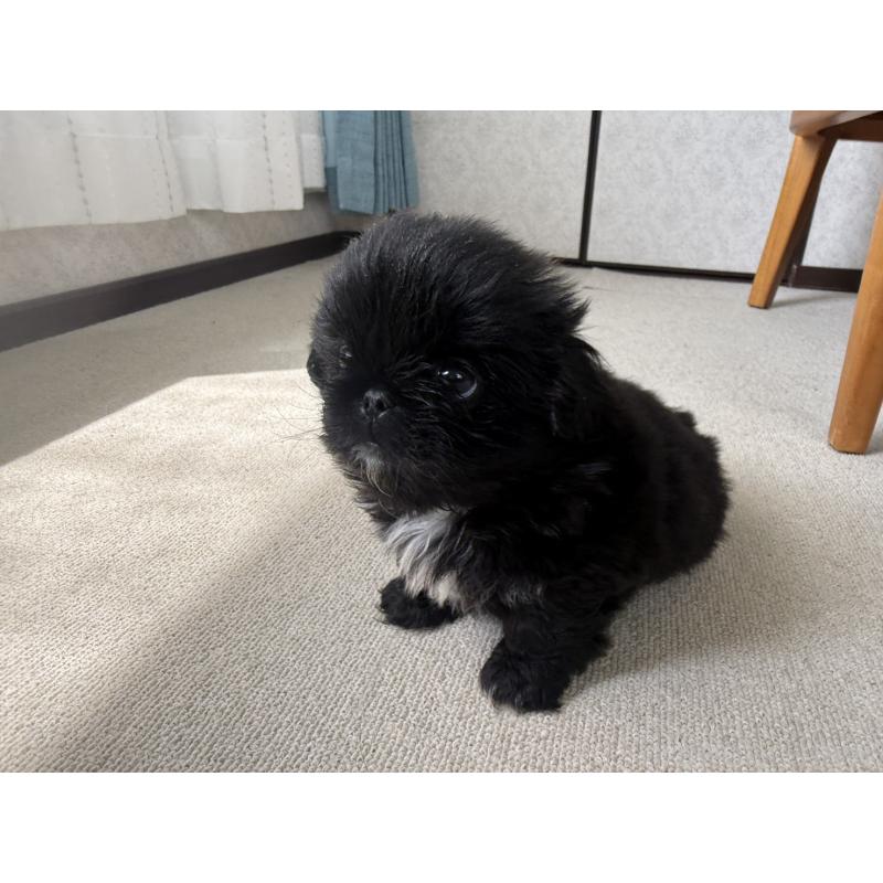 販売中の京都府のペキニーズ-456870の6枚目