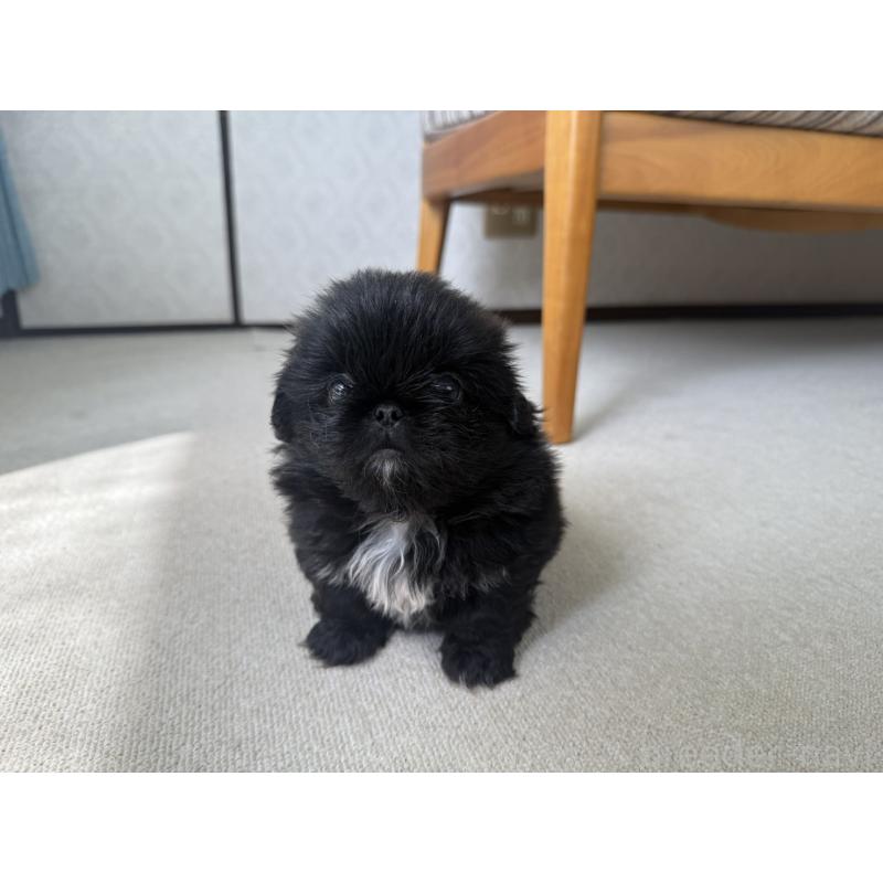 販売中の京都府のペキニーズ-456870の5枚目