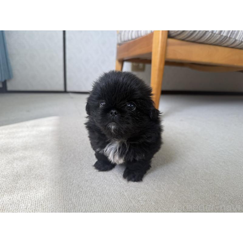 販売中の京都府のペキニーズ-456870の4枚目