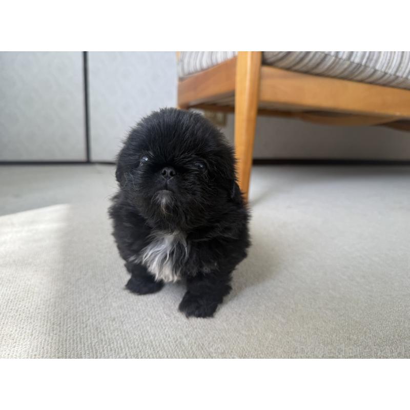 販売中の京都府のペキニーズ-456870の3枚目