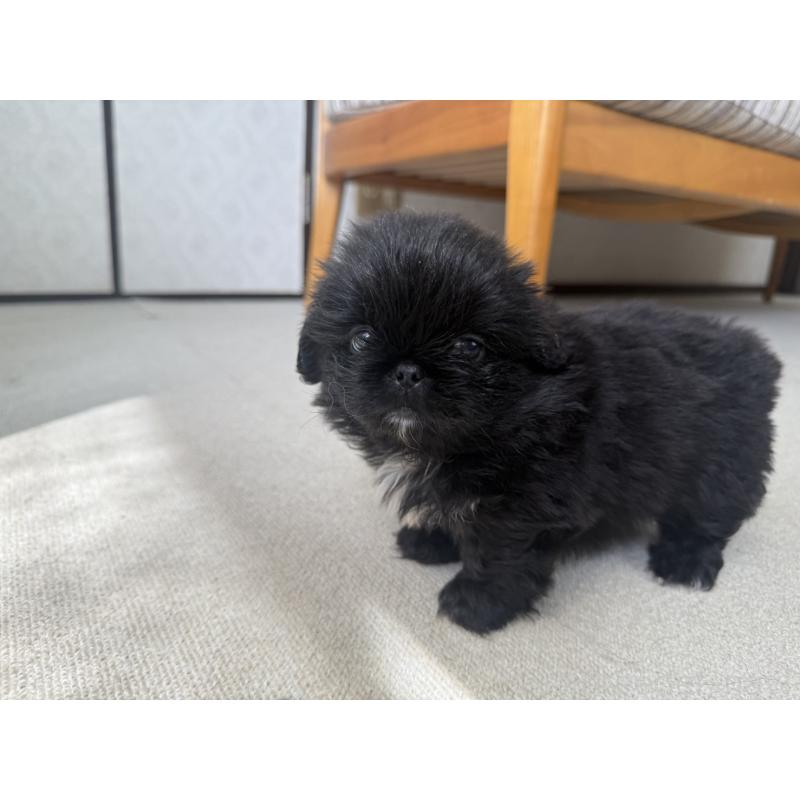 販売中の京都府のペキニーズ-456870の2枚目