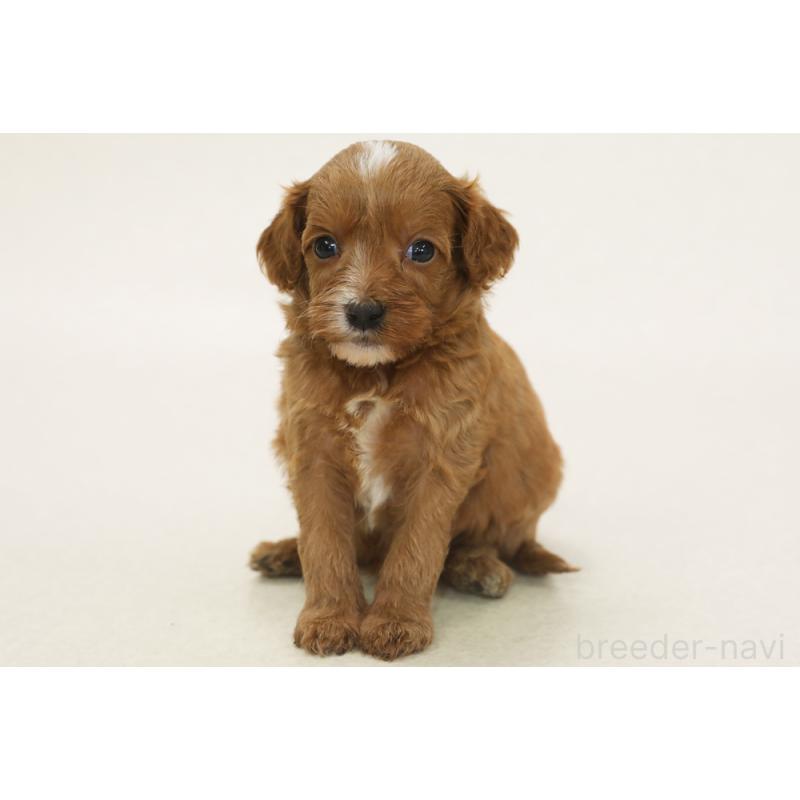 販売中の神奈川県のキャバプー:キャバリア×トイプードル-454944