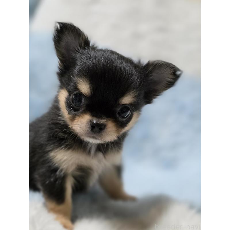 販売中の千葉県のチワワ(ロングコート)-453758