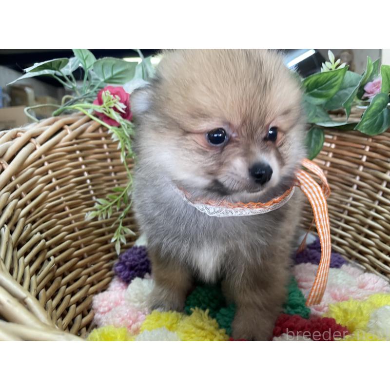 販売中の愛媛県のポメチワ:ポメラニアン×チワワ-456873の5枚目