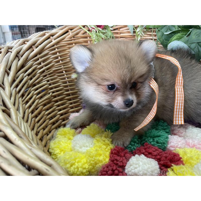 販売中の愛媛県のポメチワ:ポメラニアン×チワワ-456873の3枚目