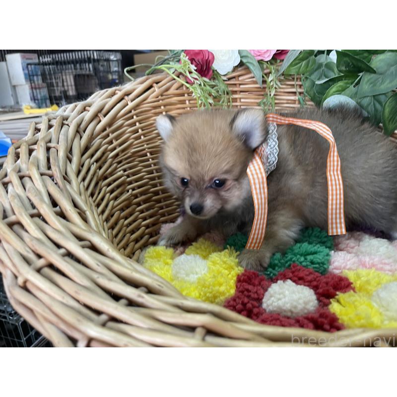 販売中の愛媛県のポメチワ:ポメラニアン×チワワ-456873の2枚目