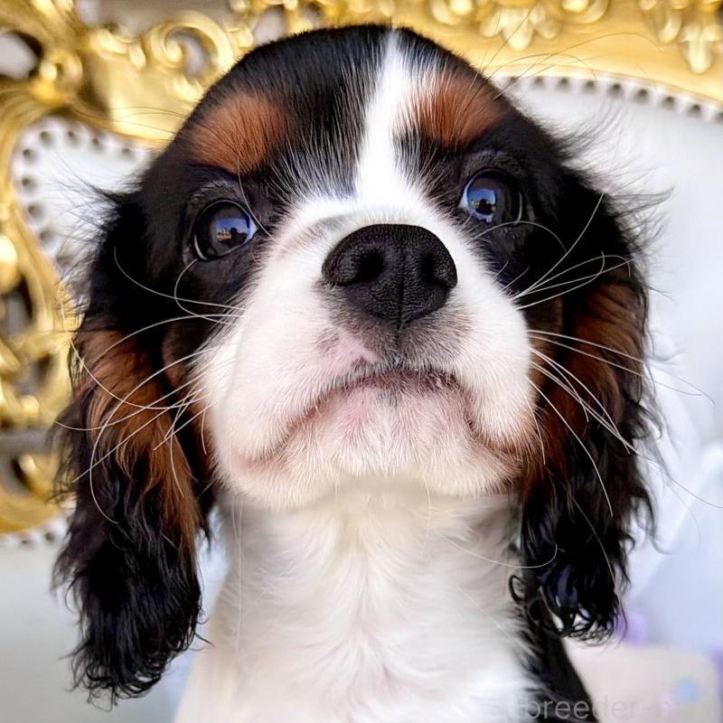 販売中の福岡県のキャバリアキングチャールズスパニエル-439676