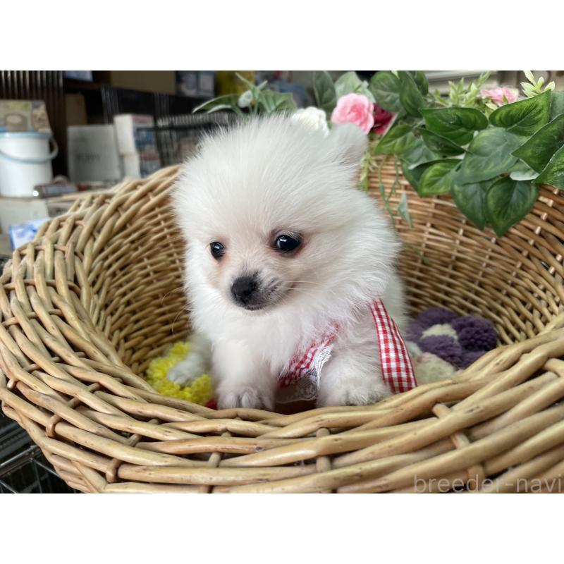 販売中の愛媛県のポメチワ:ポメラニアン×チワワ-456875の4枚目