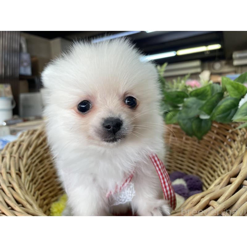 販売中の愛媛県のポメチワ:ポメラニアン×チワワ-456875の3枚目