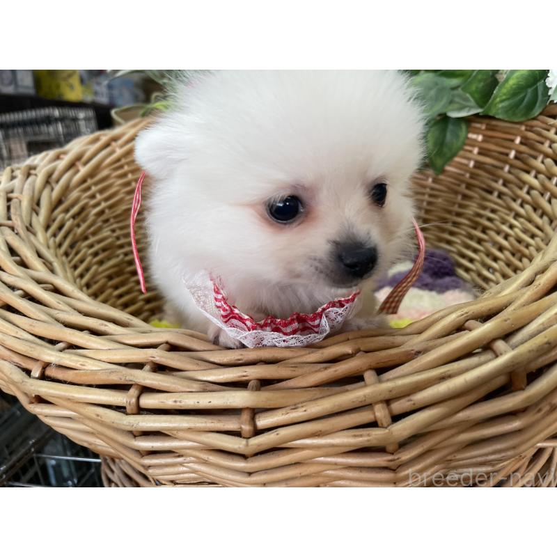 販売中の愛媛県のポメチワ:ポメラニアン×チワワ-456875の2枚目