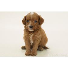 ♀︎キャバプー:キャバリア×トイプードル