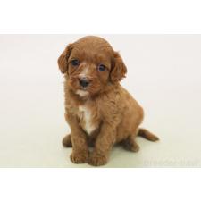 ♀︎キャバプー:キャバリア×トイプードル