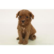 ♀︎キャバプー:キャバリア×トイプードル