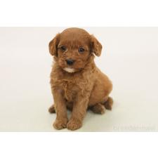 ♀︎キャバプー:キャバリア×トイプードル