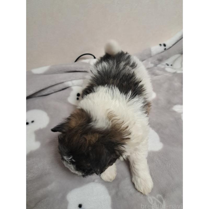 販売中の滋賀県のミックス犬-456874の2枚目