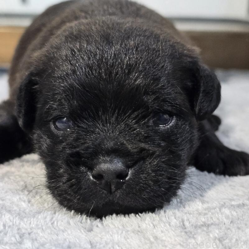 販売中の岡山県のミックス犬-456877の5枚目