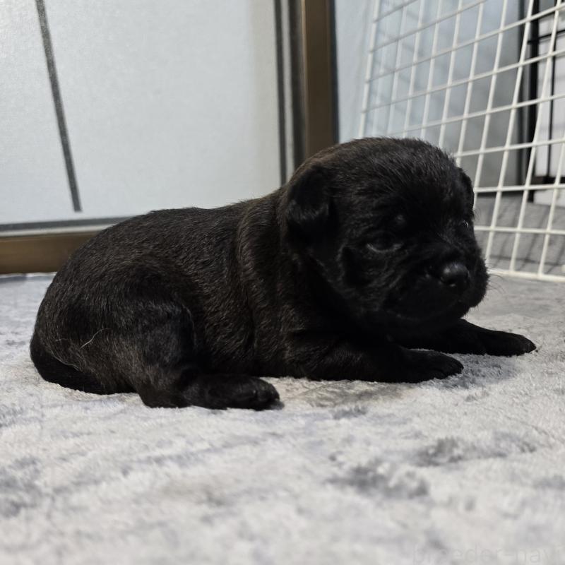 販売中の岡山県のミックス犬-456877の4枚目