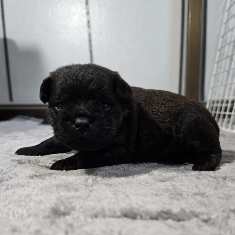 販売中の岡山県のミックス犬-456877の3枚目