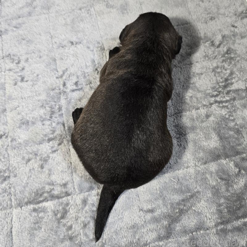 販売中の岡山県のミックス犬-456877の2枚目