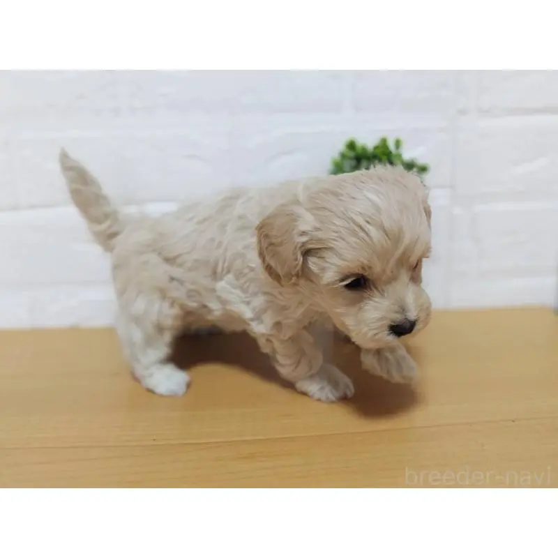 販売中の山形県のマルプー:マルチーズ×トイプードル-456878の3枚目