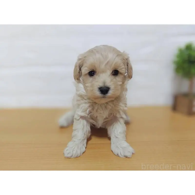 販売中の山形県のマルプー:マルチーズ×トイプードル-456878の2枚目