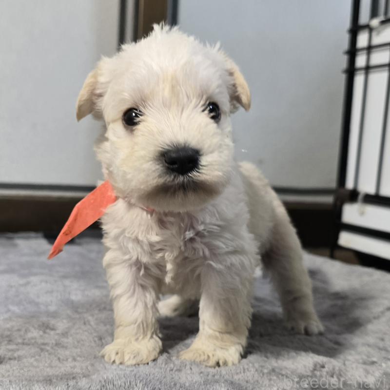 販売中の岡山県のミニチュアシュナウザー-454464