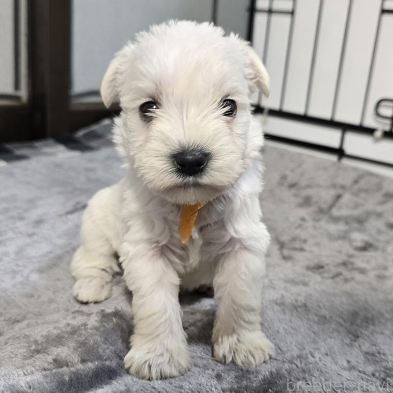 販売中の岡山県のミニチュアシュナウザー-454463