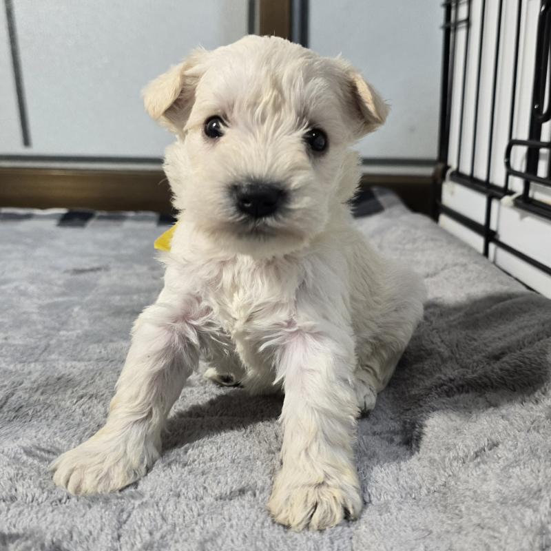 販売中の岡山県のミニチュアシュナウザー-454465