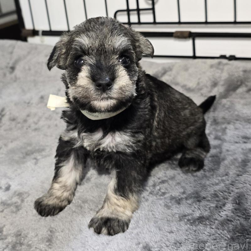 販売中の岡山県のミニチュアシュナウザー-454466