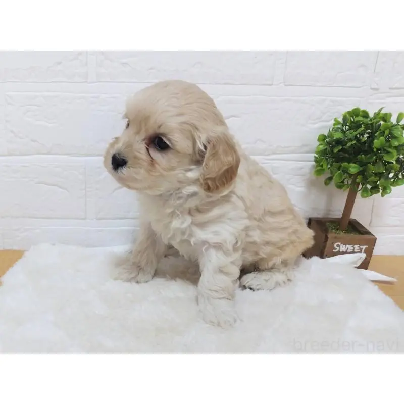 販売中の山形県のマルプー:マルチーズ×トイプードル-456879の3枚目