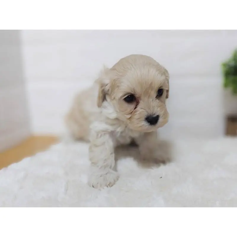 販売中の山形県のマルプー:マルチーズ×トイプードル-456879の2枚目