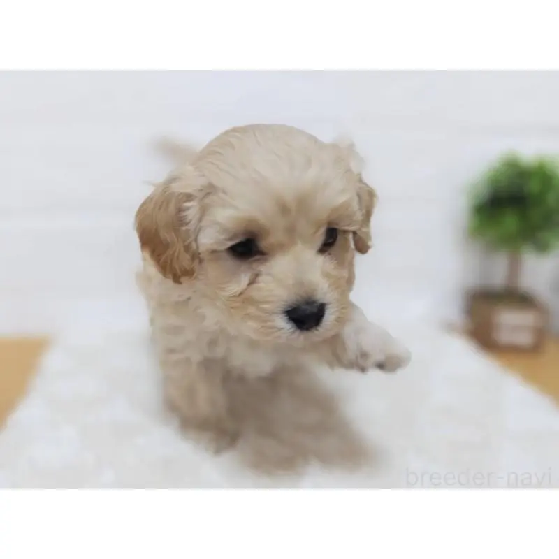 販売中の山形県のマルプー:マルチーズ×トイプードル-456880の3枚目