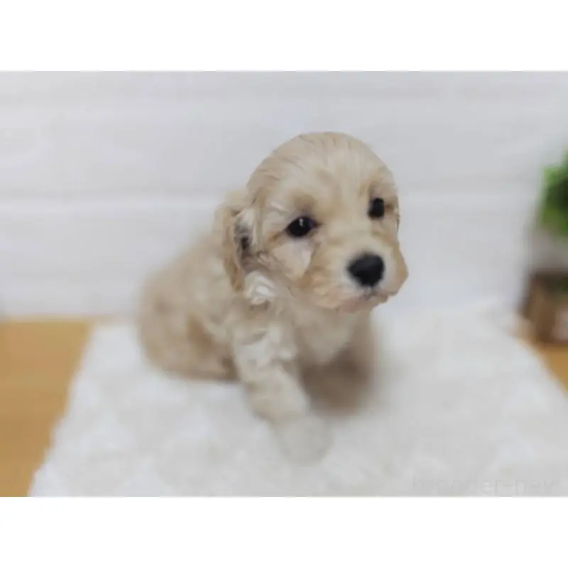 販売中の山形県のマルプー:マルチーズ×トイプードル-456880の2枚目